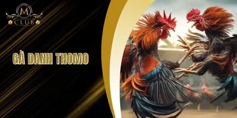 Gà Danh Thomo Là Gì? Khám Phá Gà Danh Thomo Tại MCLUB